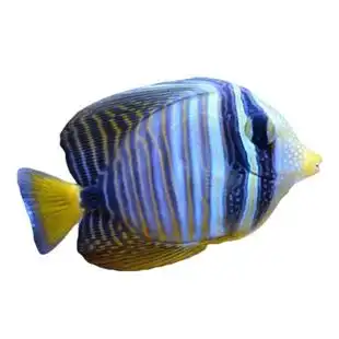 大帆吊 海水观赏鱼活体吊类开口食藻海缸除藻黄金吊蓝吊快递发货 券