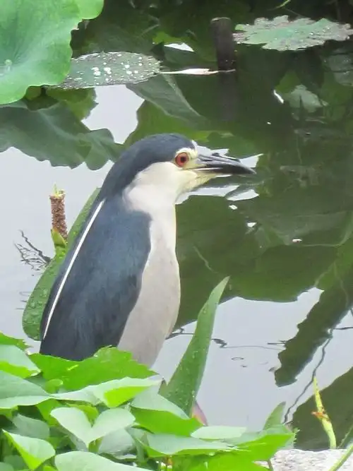 请问这种水鸟名叫什么?