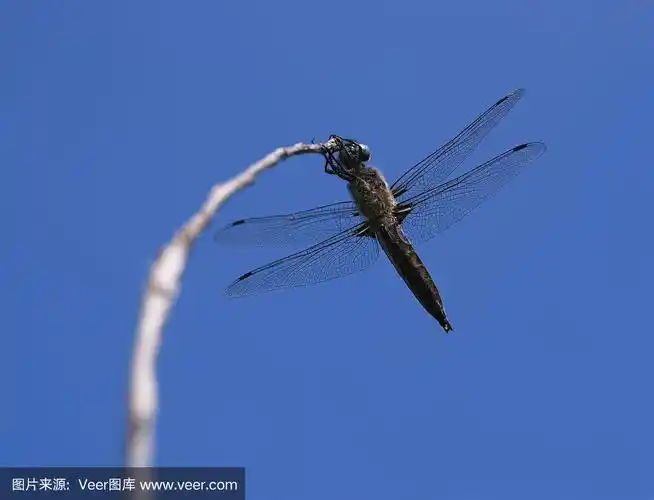 蜻蜓,天空,水平画幅,无人,蓝色