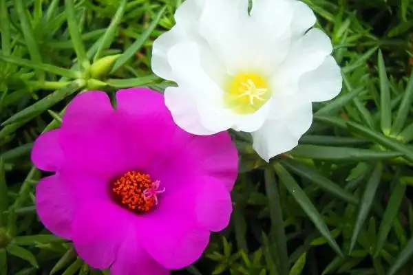 太阳花图片各品种太阳花高清大图