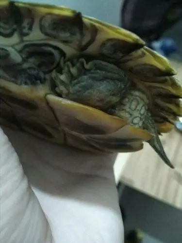 乌龟严重腐皮,四肢都烂了,有些皮都黑硬了,怎么办?