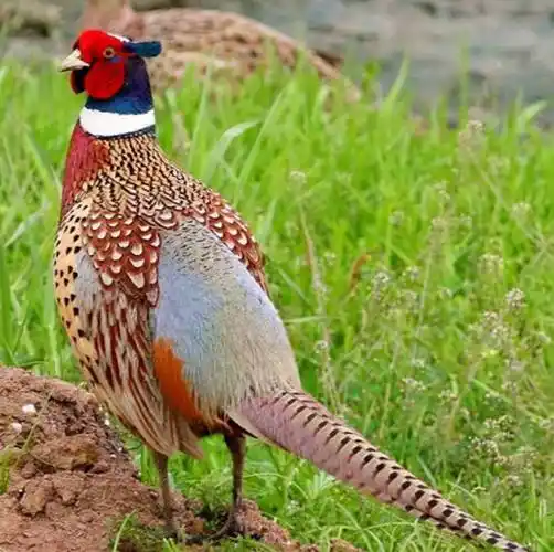 东北野鸡泛滥成灾农民讨厌却无可奈何味道鲜美为何不抓来吃