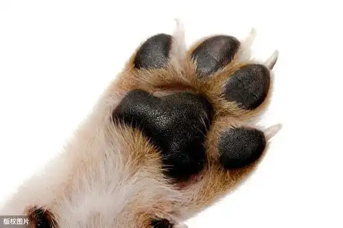 狗狗肉垫的"功能",你知道吗?宠主:第四点最吸引人