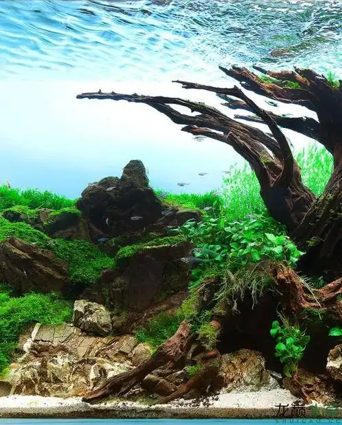 大师作品水草缸90缸超赞沉木设计