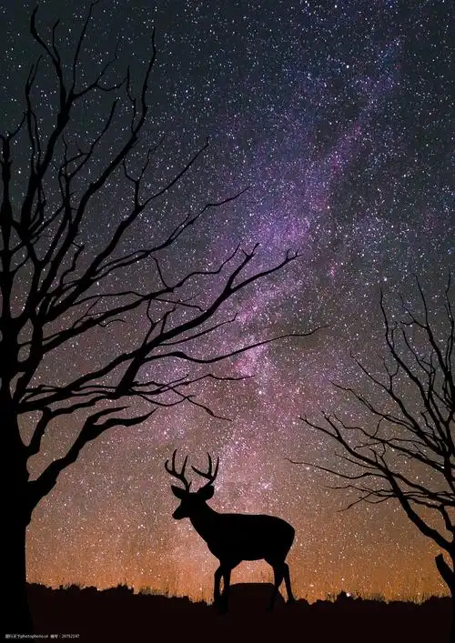 星空麋鹿插画