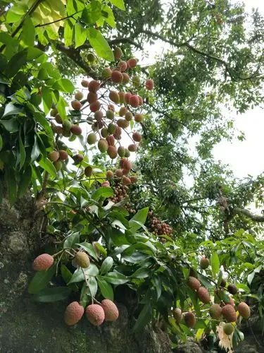古荔林一千年荔枝树,挂满果!