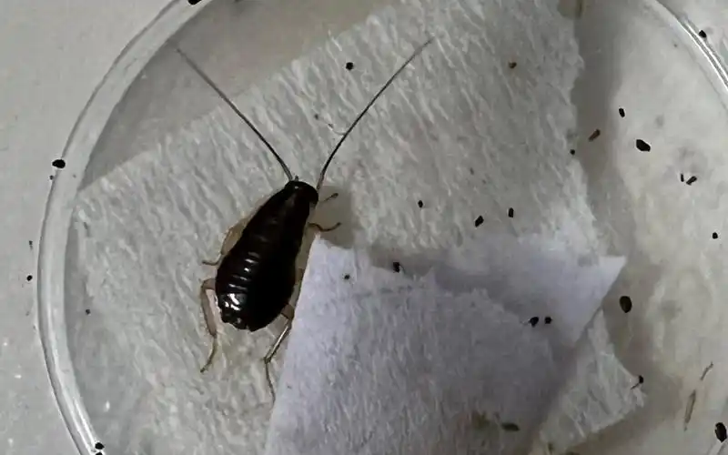 德国小蠊捕食蚊蚋