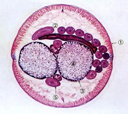 蛔虫雌虫横切(10×)①体壁 ②肠管 ③子宫④卵 ④卵巢