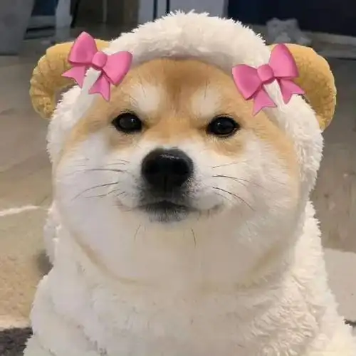 头像|超可爱的动物头像#无水印头像大全##头像