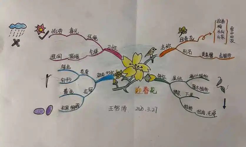 迎春花思维导图