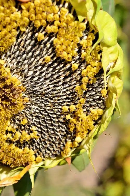 成熟的向日葵,原创拍摄|原创|拍摄|向日葵_新浪新闻