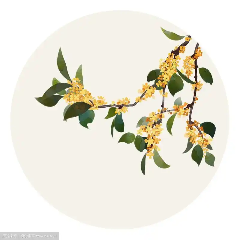 水彩花草插画 桂花