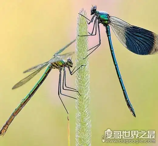 鬼蜻蜓有毒吗,无毒还是益虫(眼睛最多的昆虫)-奇闻录