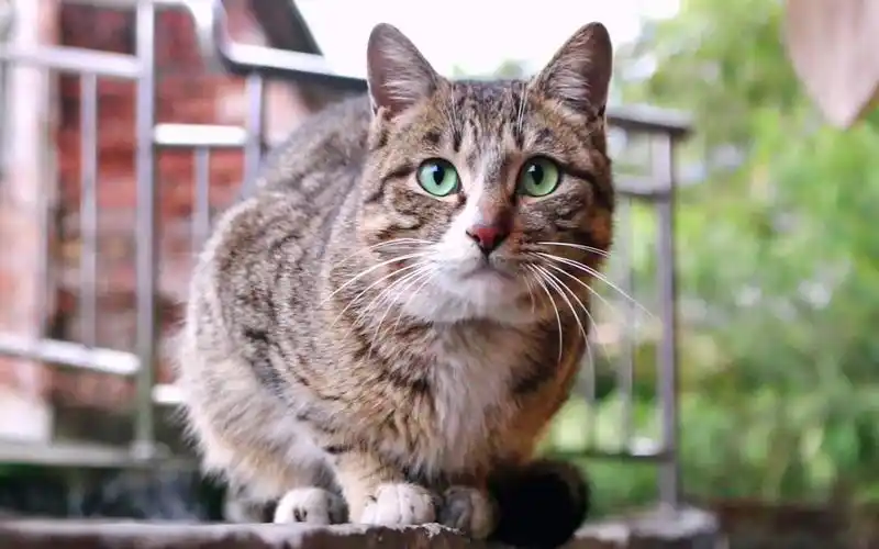 活动  元宵新鲜出炉的绿眼狸花猫,肥得像个球,就叫它波球吧