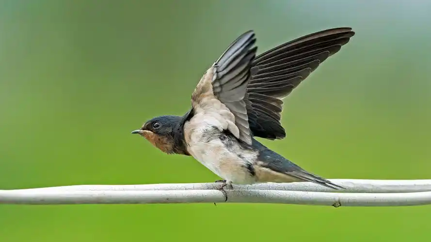 燕子,鸟类,动物燕子图片 燕子,鸟类