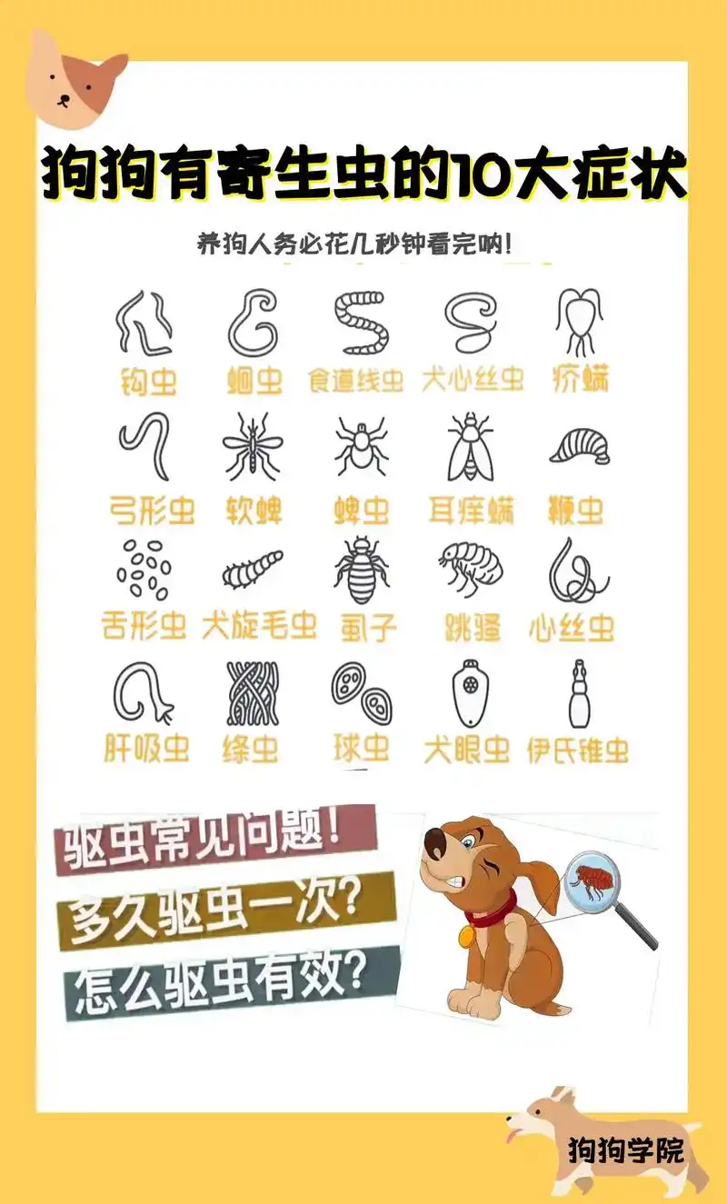 狗狗有寄生虫的10大症状.养狗的你一定要看完哦#养狗人#养狗 - 抖音