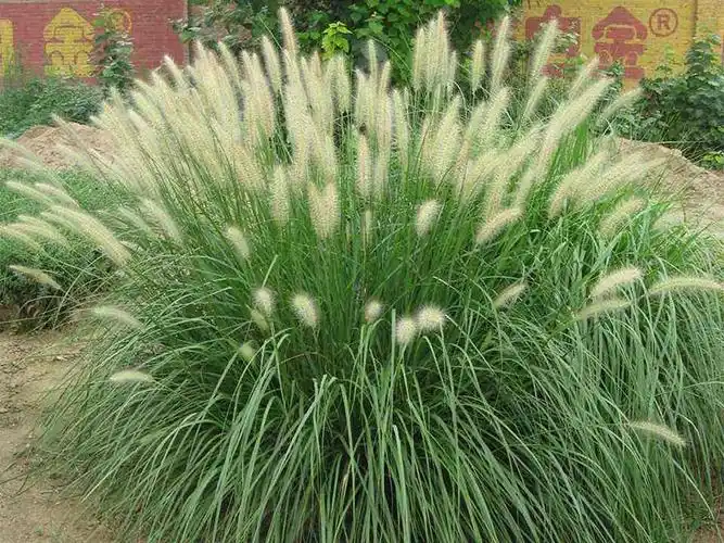 【酱紫】小兔子狼尾草哪家好——小兔子狼尾草供应商@纹旭