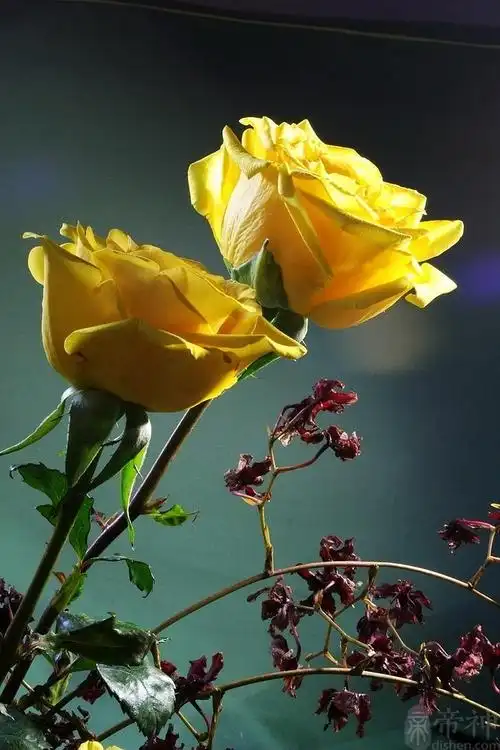 黄玫瑰风水-帝神算命网