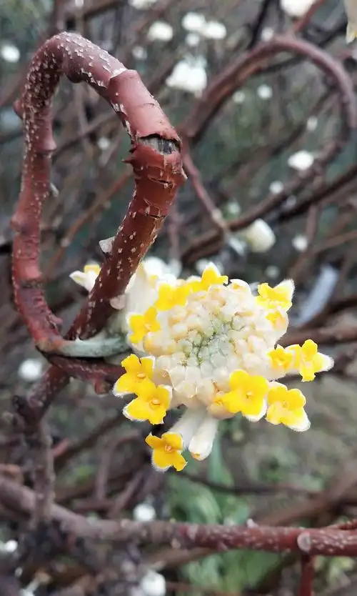 结香——早春之花 口天