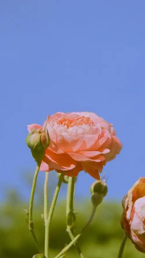 小清新风月季花唯美风景,高清图片,手机锁屏桌面-壁纸族