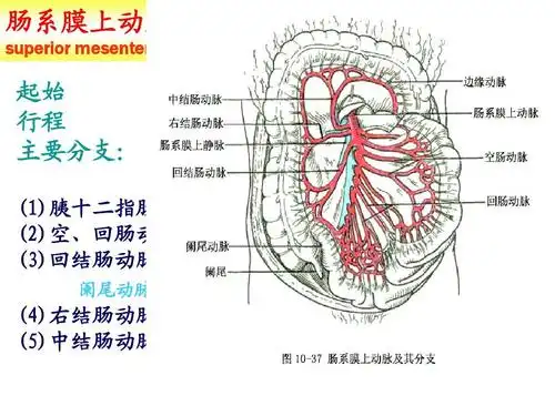 所有分类 高中教育 其它课程 015动脉2_人体解剖学教学ppt课件 肠系膜