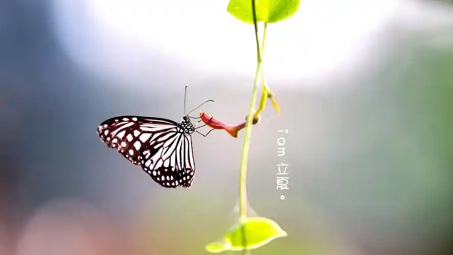 二十四节气之立夏精美高清风景唯美高清壁纸