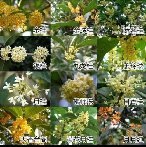 魅力的南方,四季花儿开(请在wif下浏览,土豪随意).