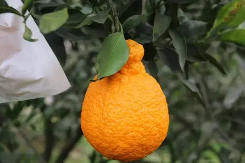 正宗四川眉山高山丑柑不知火丑八怪新鲜水果孕妇桔子丑八怪橘子_淘趣