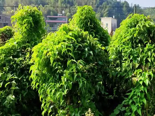 农民脱贫致富好产业丨新田镇下江村脚板薯喜获丰收