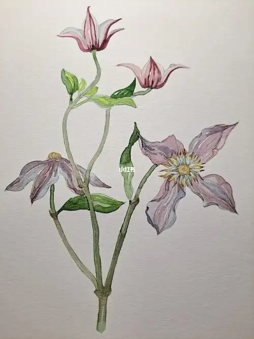 手绘花卉铁线莲