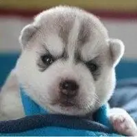 微信头像哈士奇