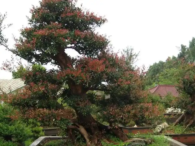 赤楠是桃金娘科蒲桃属植物.