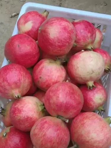 我自己家的石榴果园,保证你收到的突尼斯软籽石榴是正宗"突尼斯软籽