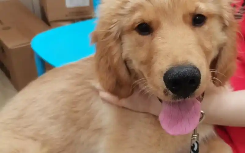 五个月小金毛成长照片大公开—"李荣浩"小眼睛金毛犬小金!