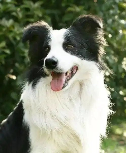 最聪明的狗:边境牧羊犬,性格顽强温顺,天性聪明,懂察言观色.
