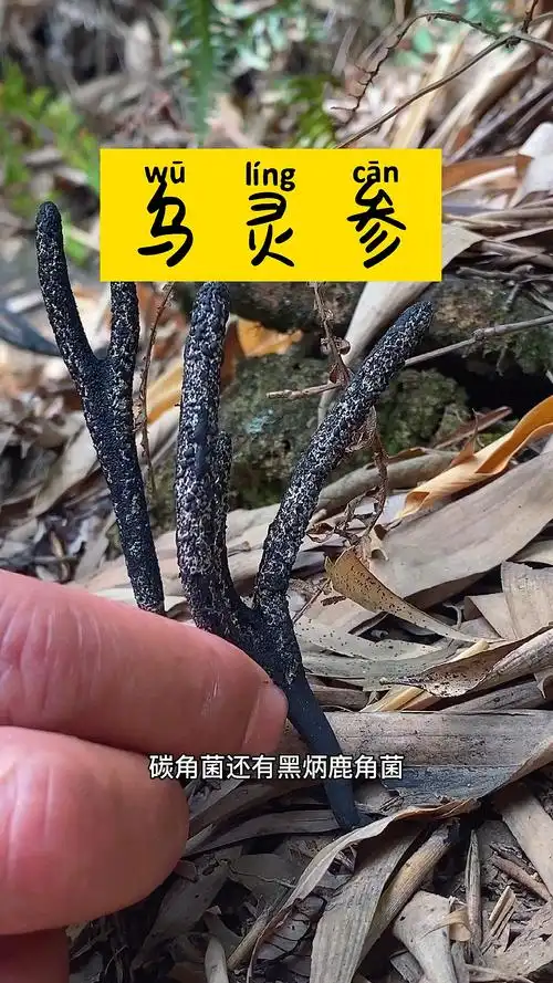 废弃的白蚁穴长出来的菌核是乌灵参,你们遇见过吗?