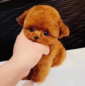 泰迪贵宾犬活物纯种