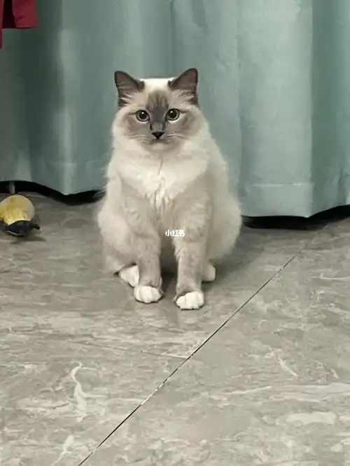 手套色重点布偶真可爱