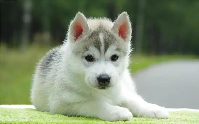 超级可爱哈士奇幼犬萌萌哒,动物-回车图片