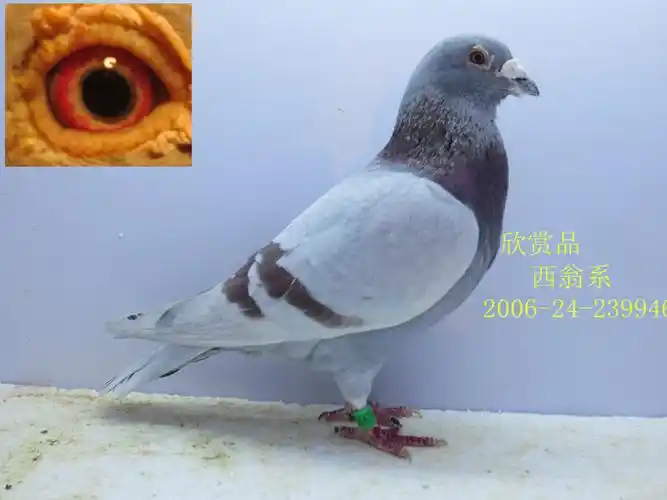 西翁系-落金赛鸽舍-中信网爱鸽商城