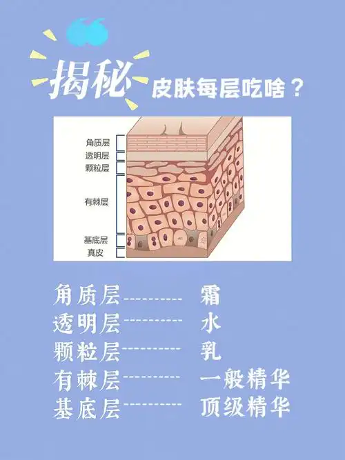 表皮每一层要吃什么