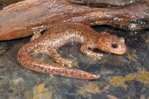 南湖山椒鱼hynobius glacialis lai and lue, 2008