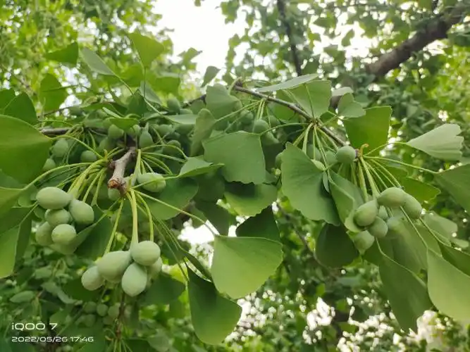 请问银杏树上结的果子是开心果吗