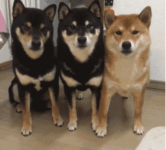 i表情三只柴犬出列和归队动图表情包