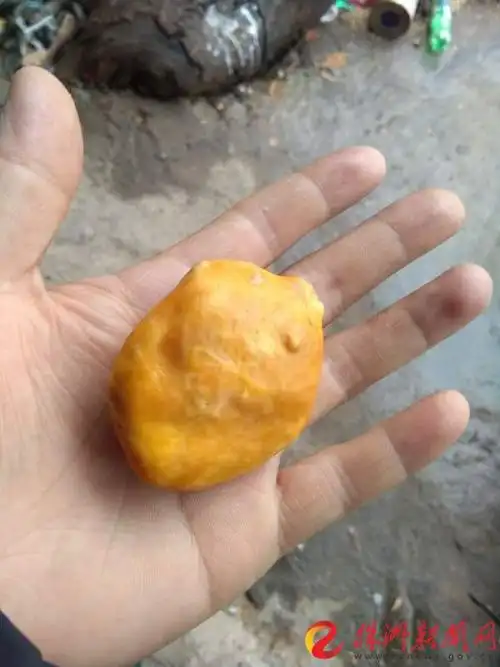 杀鸡杀出块黄黄的"鸡宝" 这东西价值上百万?/图