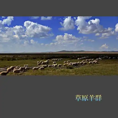 草原羊群