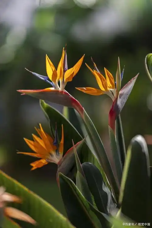 鹤望兰植物——稳重高雅的花卉之王