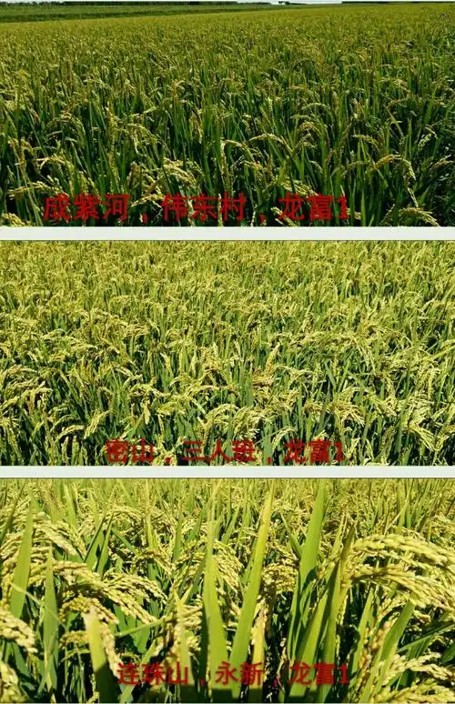 富尔水稻百花齐放*龙富1号*独占鳌头