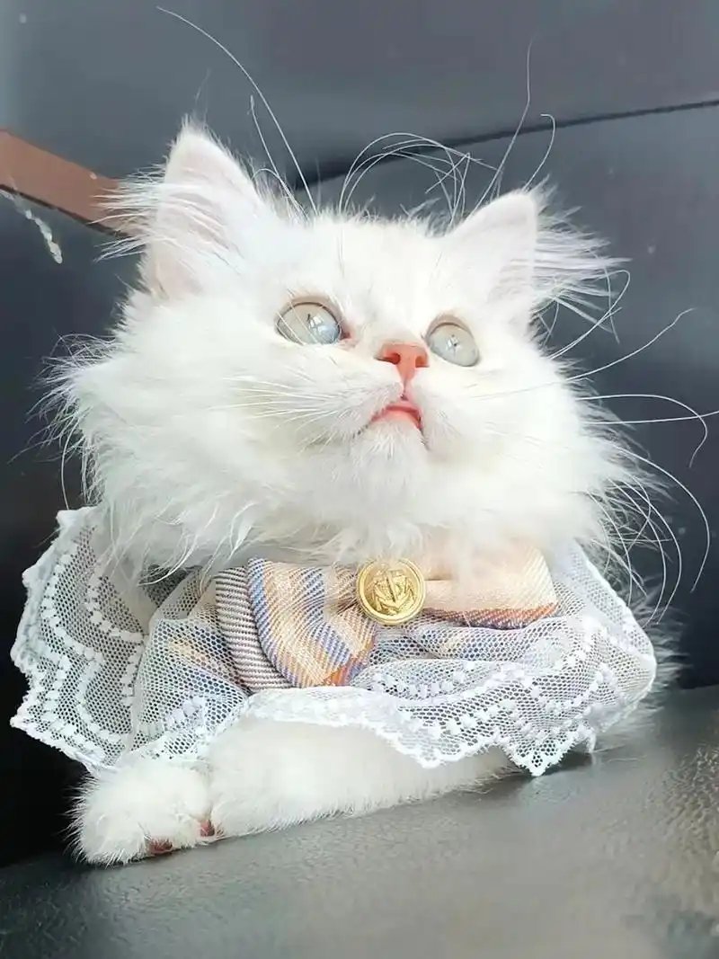 哥哥你这样天天盯着我看,姐姐不会吃醋叭 #银渐层 #长毛银渐 - 抖音