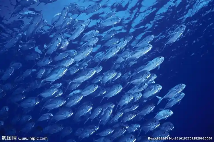 鱼群图片
